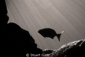 Solo by Stuart Ganz 